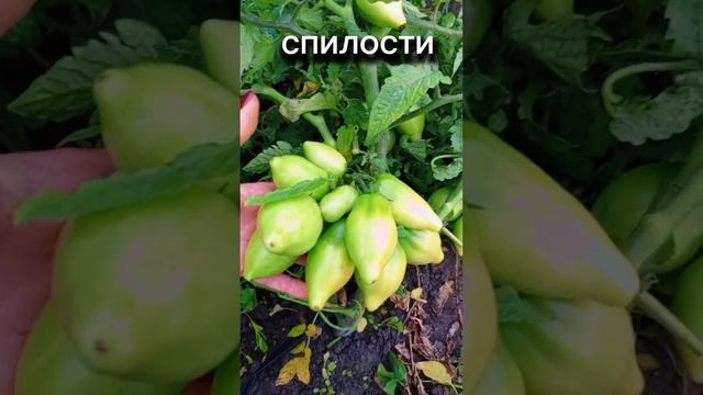 Кисть не умещается в ладони. Плодовитый сорт томатов