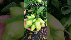 Кисть не умещается в ладони. Плодовитый сорт томатов