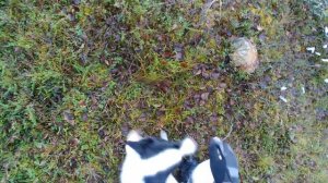 ХОДОВАЯ ОХОТА С ЛАЙКОЙ.