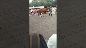 лошади выставка измайловский парк