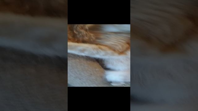 Ася 2!котята  Мейн-кун, др 7 января 24
питомник LinaVanLinx🇷🇺. +79001986966