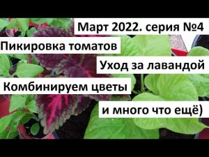 Март 2022 серия №4. Пикировка томатов. Уход за рассадой.