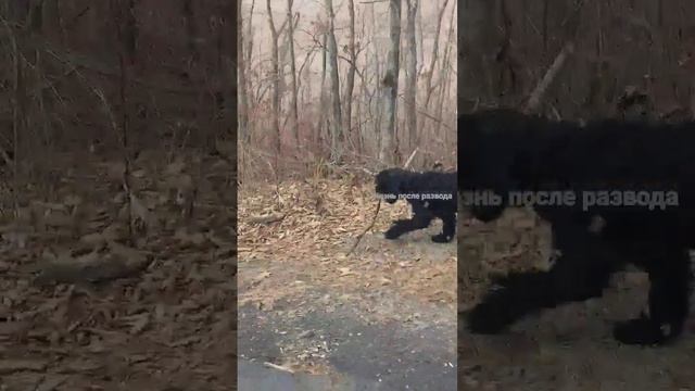Русский Черный терьер Звезда Адара в Босфора Восточного