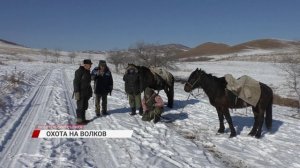 Охотник на волков: как проходит ловля хищника
