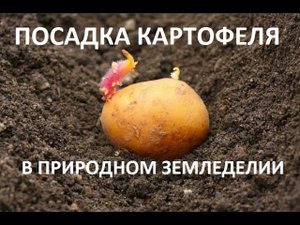 Посадка картофеля в природном земледелии.