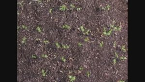 Советы о размножении клубники семенами