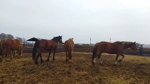 жеребец лошадь 🐎