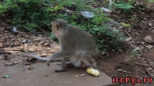Макаки в Тайланде