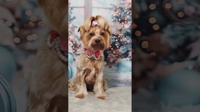 Моя Кассиопея 💖😍🤗