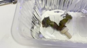 КоралПро. Чистка кораллов от паразитов. Морской аквариум