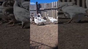 Гуси холмогоры, молодняк 2024.  Возраст 2.5 - 3.5 месяца. Из хозяйства Вилкова. А. В...