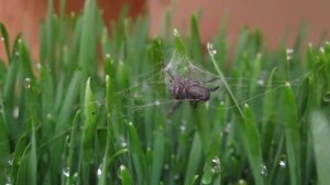 red-backed jumping spider (female) in wheat grass