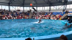 Дельфинарий Сочи парк #сочи #сочипарк #дельфины