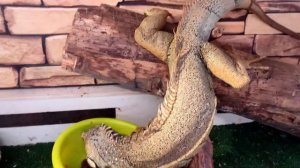 Зеленая Игуана Кормление