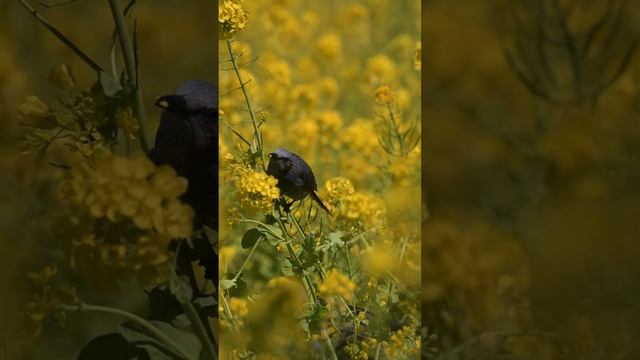 Bulbul in Hamarikyu Garden смотреть онлайн