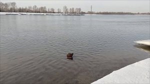 Начало вызаривания подсадных уток