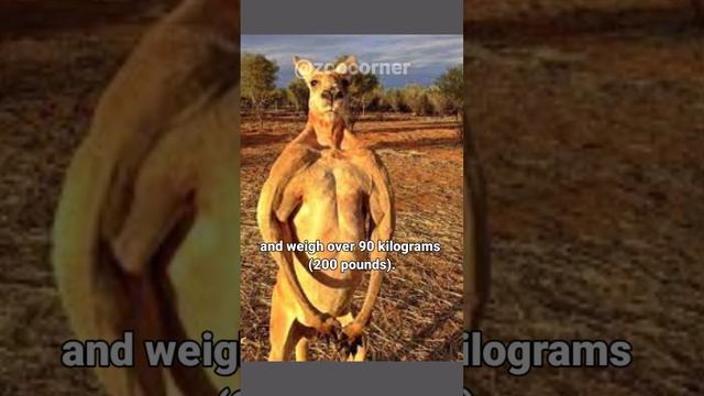 Kangaroo 🦘 | World's Largest Hopping Animal