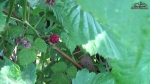 Зеленая аптека