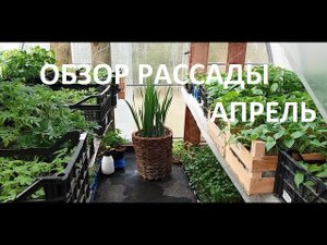 Обзор рассады - апрель.