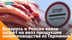 Россия и Беларусь ввели запрет на ввоз продуктов животноводства из Германии