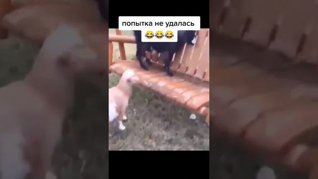 лучшие приколы новые