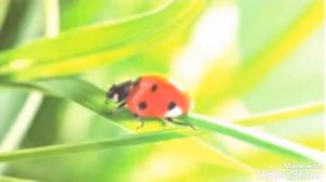 Майские Жуки и божьи коровки классическая песня