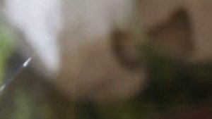 МУРАВЬИ КУШАЮТ ГИПС В ФОРМИКАРИИ! Что нужно делать