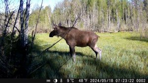 20240518 лось шуганулся какой-то тени. Фыркает как лошадь