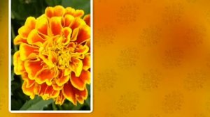 58 Божий Сын Единородный (-)