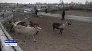 НА ПОВЕСТКЕ - УБОЙНАЯ КАМПАНИЯ