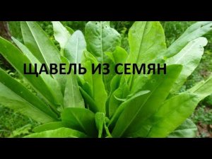 Щавель из семян.