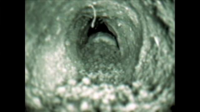 Mole Trapping | Wildlife Control Helpline