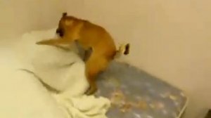 Хозяин вставай