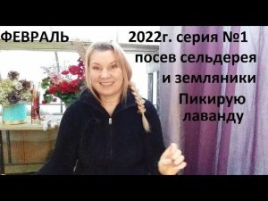 Пикирую лаванду. Сею сельдерей и землянику.