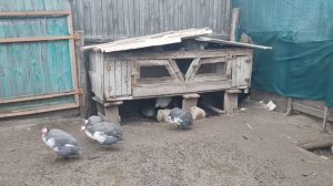 ЧИ ЇДЯТЬ ЦЕСАРКИ КОЛОРАДСЬКИХ ЖУКІВ? ЩО ТРЕБА ЗНАТИ ПРО ЦЕСАРОК