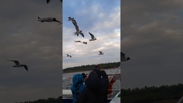 #чайки #пермь #кама #счастье  #счастье незагорами #я #котинамама