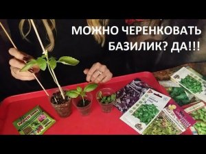 Можно черенковать базилик? Да!!!