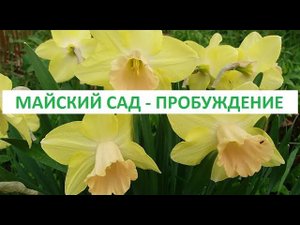 майский сад -   пробуждение
