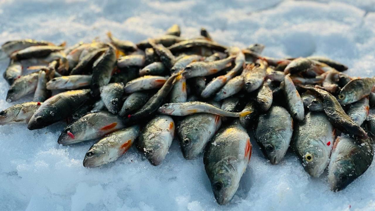 ТОННЫ ОКУНЯ В ОДНОЙ ЛУНКЕ Рыбалка на мормышку зимой
