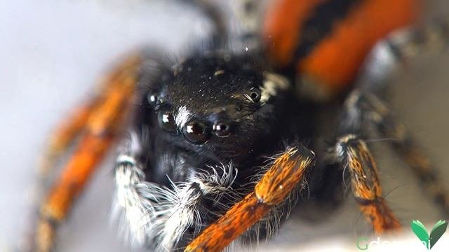 Philaeus Chrysops - Pillole Entomologiche - 2 - Sottotitolato
