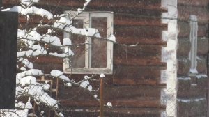 зима, дача, коты RELAX