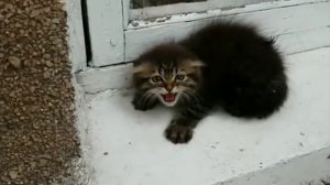 очень злой котёнок