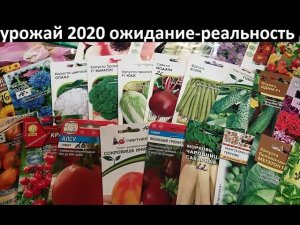 Урожай 2020 ожидание - реальность.