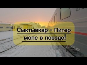 Новогодняя поездка | Мопс | Сыктывкар - Питер.