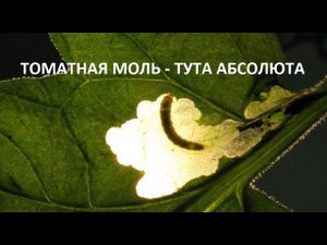 Томатная моль - тута абсолюта.