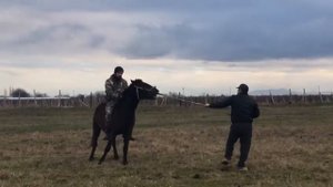 обучение мощного карачаевского жеребца