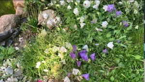 🌸Колокольчик карпатский 🌸CAMPANULA CARPATICA🌸 Обзор⭐️