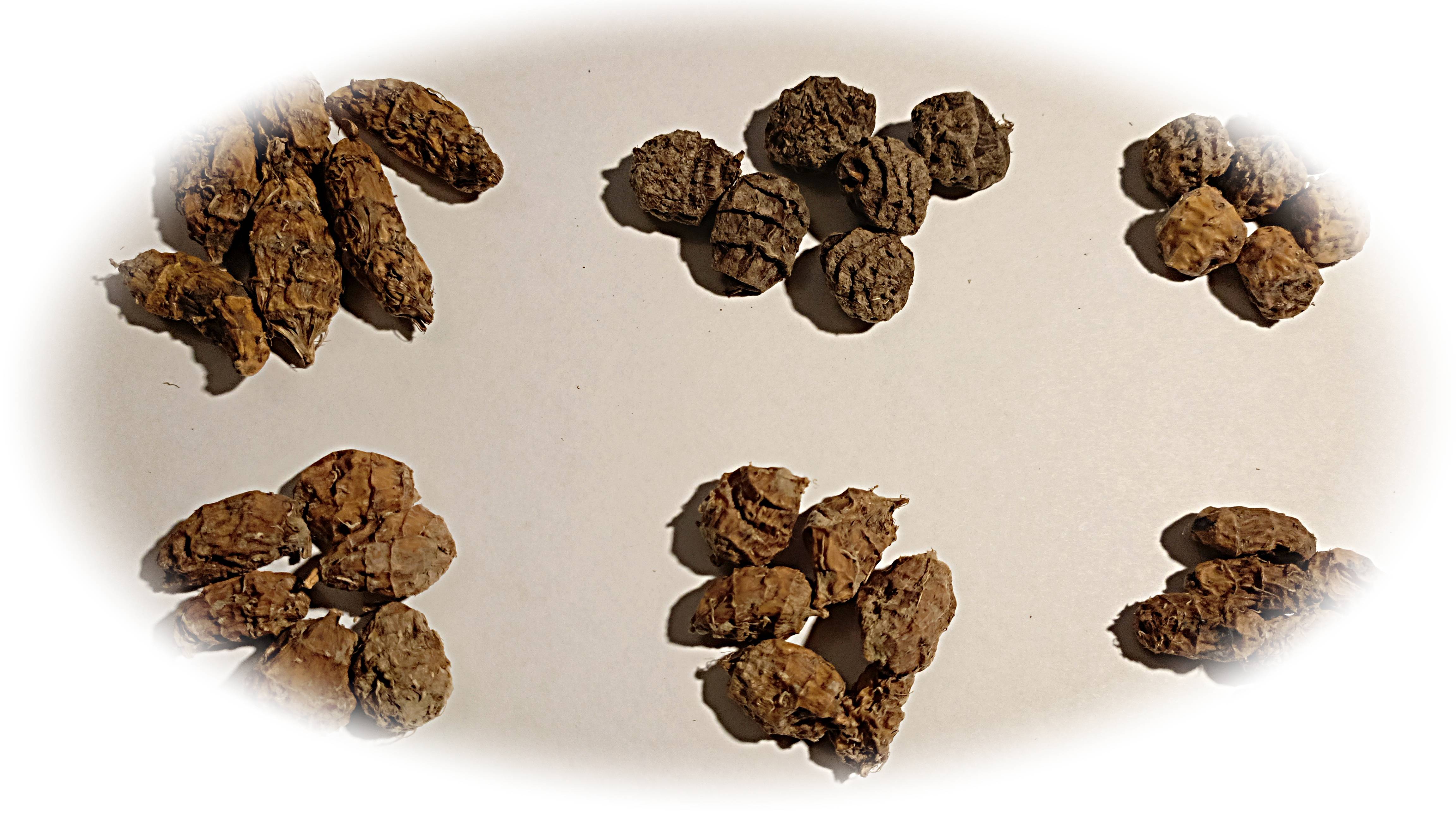 Чуфа в Сибире  3 сезон 2024г.