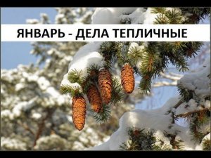 Январь - дела тепличные 2021 г.
