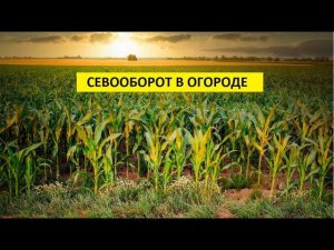 Севооборот в огороде.